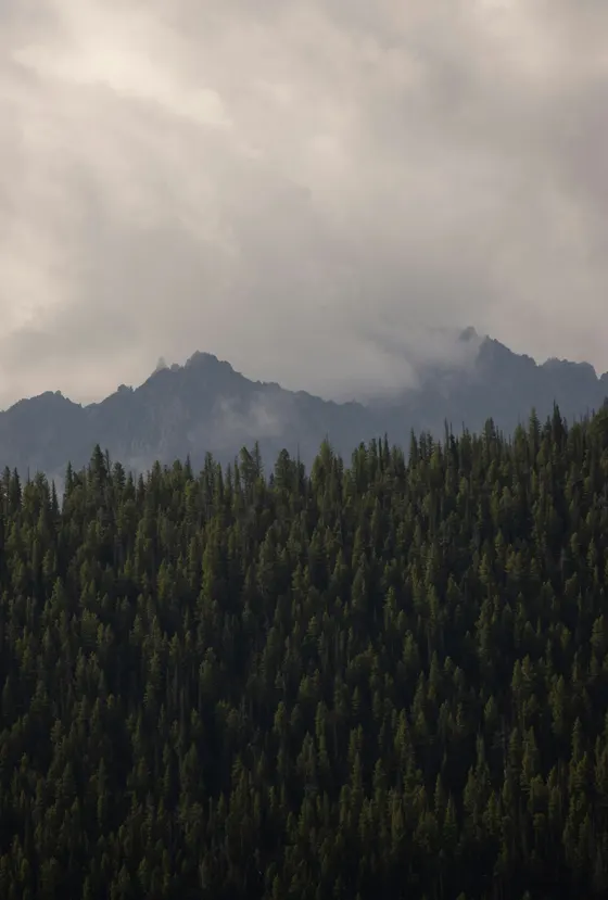 Evergreen forest and misty mountain peaks under grey cloud