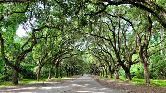 Oak-lined road draped with Spanish moss near Savannah